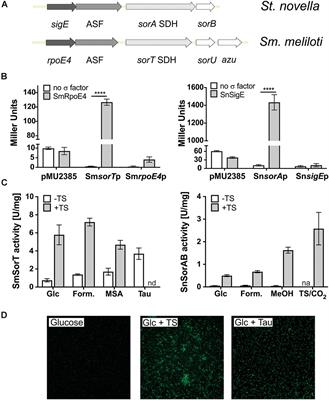 Control of Bacterial Sulfite Detoxification by Conserved and Species-Specific Regulatory Circuits